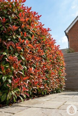 Glanzmispel Photinia Fraseri Red Robin 100-125 cm - Topf
