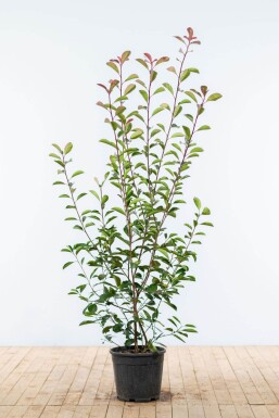 Glanzmispel Photinia Fraseri Red Robin 150-175 cm