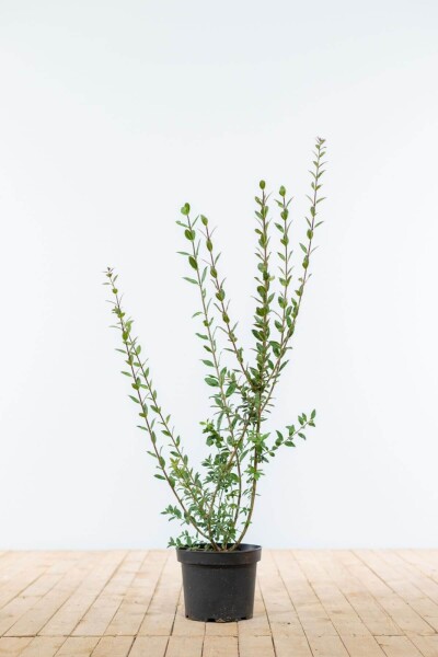 Ligustrum Vulgare Atrovirens Schwarzgrüner Liguster 60-80 cm