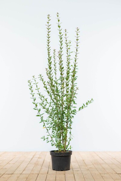 Ligustrum Vulgare Atrovirens Schwarzgrüner Liguster 80-100 cm