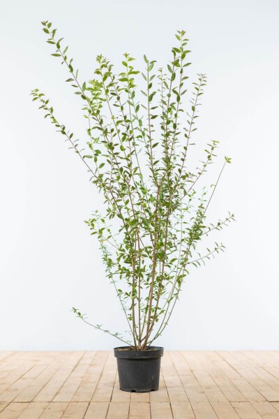 Ligustrum Vulgare Atrovirens Schwarzgrüner Liguster 100-125 cm