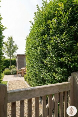 Ligustrum Ovalifolium Ovalblättriger Liguster 125-150 cm