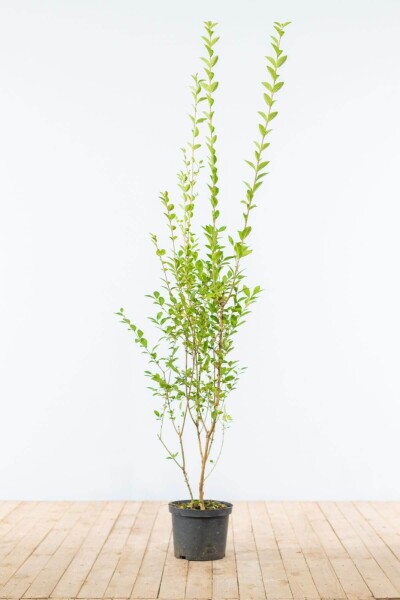 Ligustrum Ovalifolium Ovalblättriger Liguster 150-175 cm