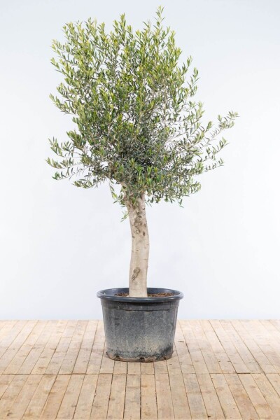 Olivenbaum / Olea Europaea auf Stamm 175-200 cm