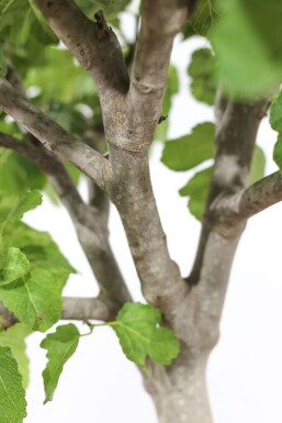 Feigenbaum / Ficus Carica auf Stamm 80-100 cm