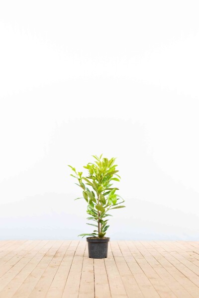 Kirschlorbeer / Prunus Laurocerasus Rotundifolia 40-60 cm