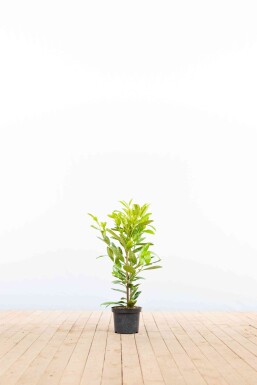 Kirschlorbeer / Prunus Laurocerasus Rotundifolia 40-60 cm