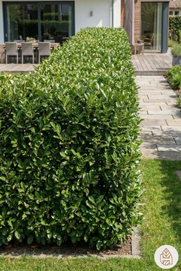 Kirschlorbeer / Prunus Laurocerasus Rotundifolia 40-60 cm