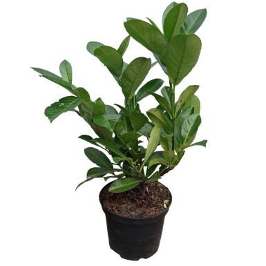 Kirschlorbeer / Prunus Laurocerasus Rotundifolia 40-60 cm