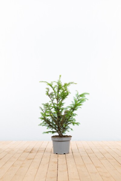 Eiben / Taxus Baccata 40-60 cm - Topf