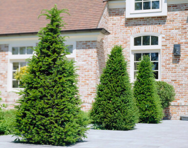 Eiben / Taxus Baccata 40-60 cm - Topf