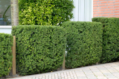 Eiben / Taxus Baccata 40-60 cm - Topf