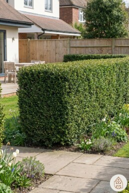 Japanische Stechpalme / Ilex Crenata Dark Green 60-80 cm - Topf