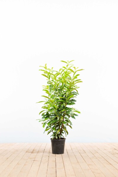 Kirschlorbeer / Prunus Laurocerasus Genolia 80-100 cm - Topf