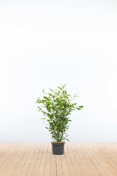 Kirschlorbeer / Prunus Laurocerasus Herbergii 80-100 cm - Topf