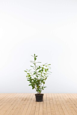 Kirschlorbeer / Prunus Laurocerasus Novita 60-80 cm - Topf