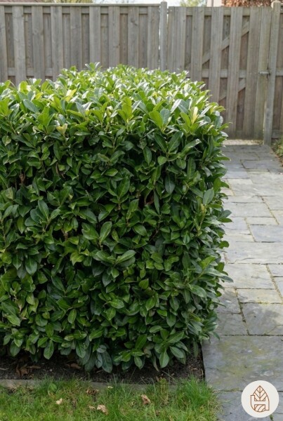 Kirschlorbeer / Prunus Laurocerasus Otto Luyken 20-30 cm - Topf