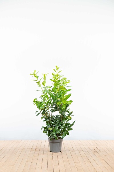 Kirschlorbeer / Prunus Laurocerasus Rotundifolia 100-125 cm - Topf