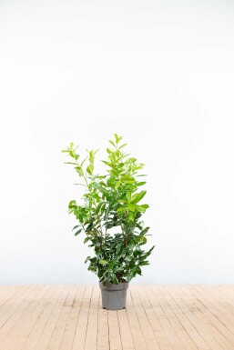 Kirschlorbeer / Prunus Laurocerasus Rotundifolia 100-125 cm - Topf