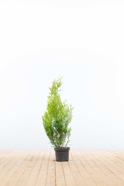 Lebensbaum / Thuja Plicata Atrovirens 60-80 cm - Topf