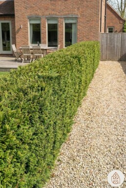 Lebensbaum / Thuja Plicata Atrovirens 100-125 cm - Topf
