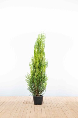 Lebensbaum / Thuja Plicata Atrovirens 150-175 cm - Topf