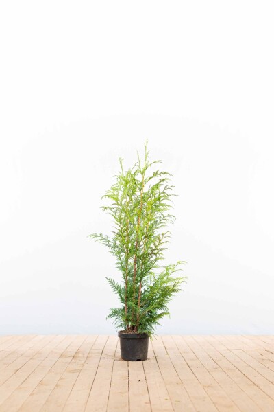Lebensbaum / Thuja Plicata Excelsa 80-100 cm - Topf