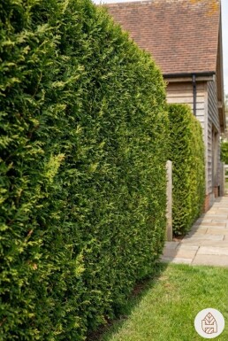 Lebensbaum / Thuja Plicata Excelsa 80-100 cm - Topf