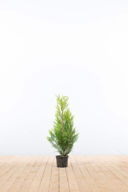 Lebensbaum / Thuja Plicata Martin 60-80 cm - Topf