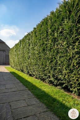 Lebensbaum / Thuja Plicata Martin 100-125 cm - Topf