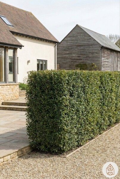 Duftblüte / Osmanthus Burkwoodii 30-40 cm - Topf