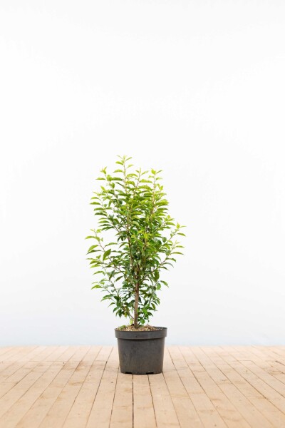 Portugiesischer Kirschlorbeer / Prunus Lusitanica Angustifolia 80-100 cm - Topf