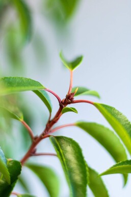 Portugiesischer Kirschlorbeer / Prunus Lusitanica Angustifolia 125-150 cm - Topf