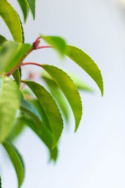 Portugiesischer Kirschlorbeer / Prunus Lusitanica Angustifolia 125-150 cm - Topf