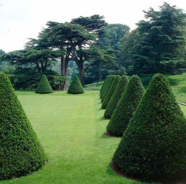 Eiben / Taxus Baccata 60-80 cm - Topf