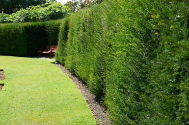 Eiben / Taxus Baccata 60-80 cm - Topf