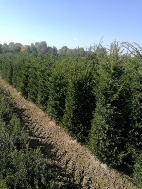 Eiben / Taxus Baccata 60-80 cm - Topf