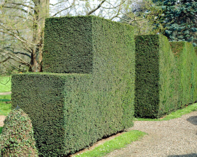 Eiben / Taxus Baccata 100-120 cm - Topf