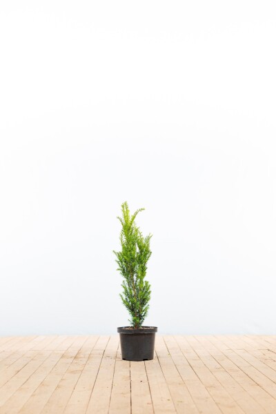 Eiben / Taxus Media Hillii 60-80 cm - Topf