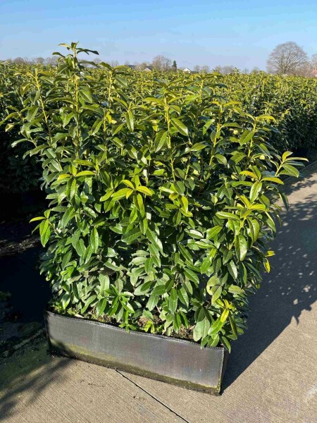 Kirschlorbeer / Prunus Laurocerasus Genolia Fertighecke 100x30x120 cm