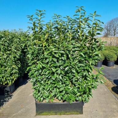Kirschlorbeer / Prunus Laurocerasus Genolia Fertighecke 100x30x140cm