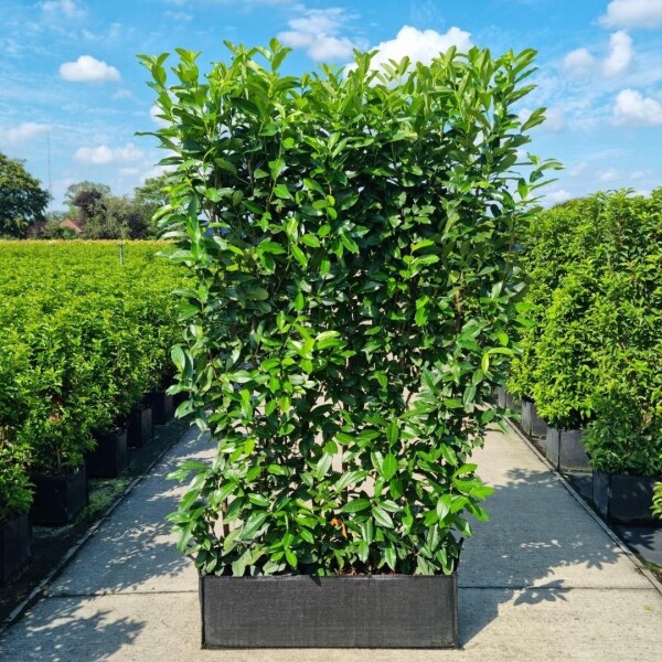 Kirschlorbeer / Prunus Laurocerasus Genolia Fertighecke 100x30x160cm