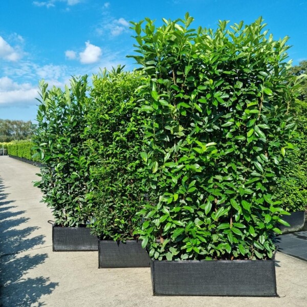 Kirschlorbeer / Prunus Laurocerasus Genolia Fertighecke 100x30x180cm