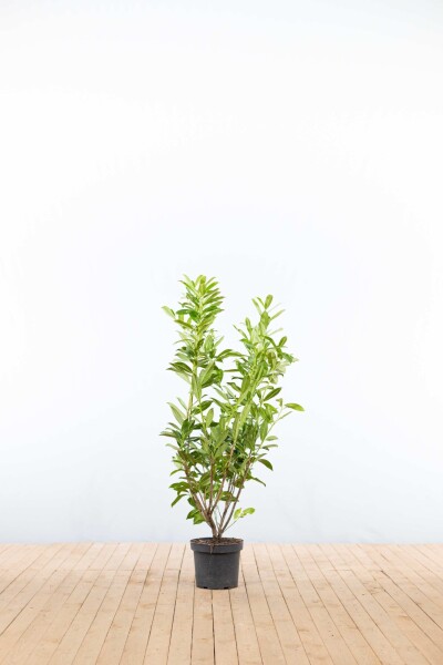 Kirschlorbeer / Prunus Laurocerasus Caucasica 100-125 cm - Topf