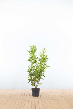 Kirschlorbeer / Prunus Laurocerasus Caucasica 100-125 cm - Topf