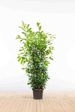 Kirschlorbeer / Prunus Laurocerasus Novita 150-175 cm - Topf