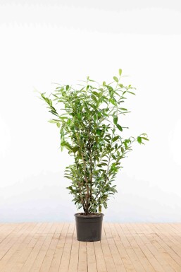Kirschlorbeer / Prunus Laurocerasus Caucasica 125-150 cm - Topf