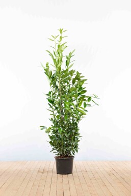 Kirschlorbeer / Prunus Laurocerasus Caucasica 150-175 cm - Topf