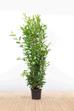 Kirschlorbeer / Prunus Laurocerasus Caucasica 175-200 cm - Topf