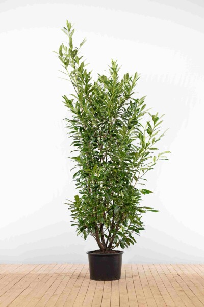 Kirschlorbeer / Prunus Laurocerasus Caucasica 200-225 cm - Topf